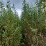 SRC willow at Boghall, Sept. 2024