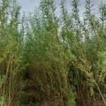 SRC willow at Boghall, Sept. 2024