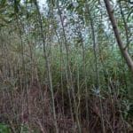 stripped branches in willow