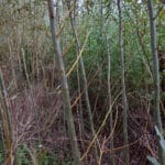 stripped branches in willow