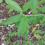 Black spot on willow leaves