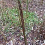 Deer damage in willow