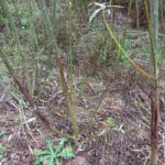 Deer damage in willow