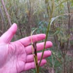 Tip damage in willow
