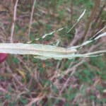 Rust in willow