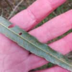 Rust in willow