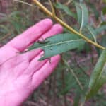Sawfly larvae?