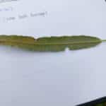 Rust on willow