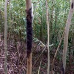 Giant willow aphid