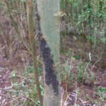 Giant willow aphid