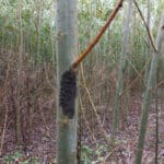 Giant willow aphid