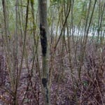 Giant willow aphid
