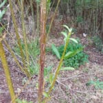 Deer damage in willow