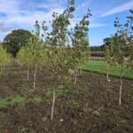 SRF Poplar at Cockle Park Farm, October 2024