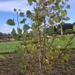 SRF Poplar at Cockle Park Farm, October 2024