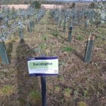 SRF Eucalyptus at Cockle Park Farm, October 2024
