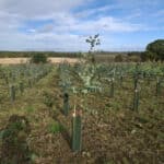 SRF Eucalyptus at Cockle Park Farm, October 2024
