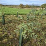 SRF Eucalyptus at Cockle Park Farm, October 2024