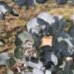 SRF Eucalyptus at Cockle Park Farm, October 2024