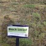 Black Locust 'Turbo Obelisk' plot