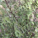 Black Locust 'Turbo'