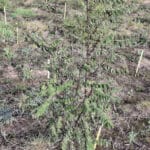 Black Locust 'Turbo'