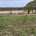 Black Locust 'Turbo'