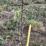 Black Locust 'Turbo'