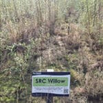 0.5ha SRC Willow at Cockle Park Farm, October 2024