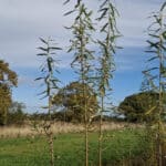 0.5ha SRC Willow at Cockle Park Farm, October 2024
