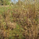 0.5ha SRC Willow at Cockle Park Farm, October 2024