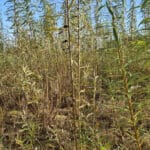 0.5ha SRC Willow at Cockle Park Farm, October 2024