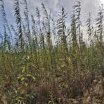 0.5ha SRC Willow at Cockle Park Farm, October 2024