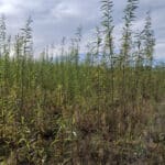 0.5ha SRC Willow at Cockle Park Farm, October 2024