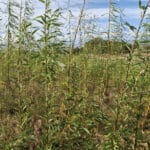 0.5ha SRC Willow at Cockle Park Farm, October 2024