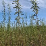 0.5ha SRC Willow at Cockle Park Farm, October 2024