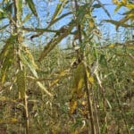 0.5ha SRC Willow at Cockle Park Farm, October 2024