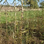 0.5ha SRC Willow at Cockle Park Farm, October 2024
