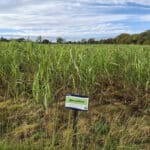 0.5ha Miscanthus giganteus