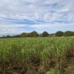 0.5ha Miscanthus giganteus