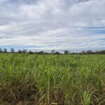 0.5ha Miscanthus giganteus