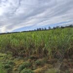 0.5ha Miscanthus giganteus