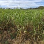 0.5ha Miscanthus giganteus