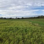 Reed Canary Grass
