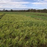 Reed Canary Grass