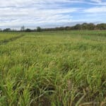 Reed Canary Grass