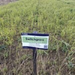 Switchgrass at Cockle Park Farm, October 2024