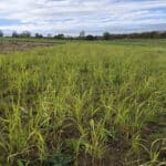 Switchgrass at Cockle Park Farm, October 2024