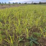 Switchgrass at Cockle Park Farm, October 2024