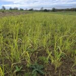 Switchgrass at Cockle Park Farm, October 2024